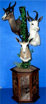 Triple Springbok pedestal