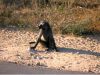 Baboon and monkey photos