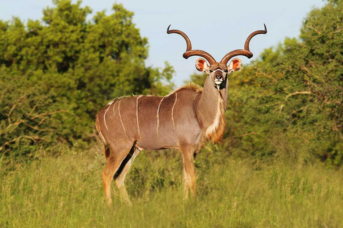 kudu