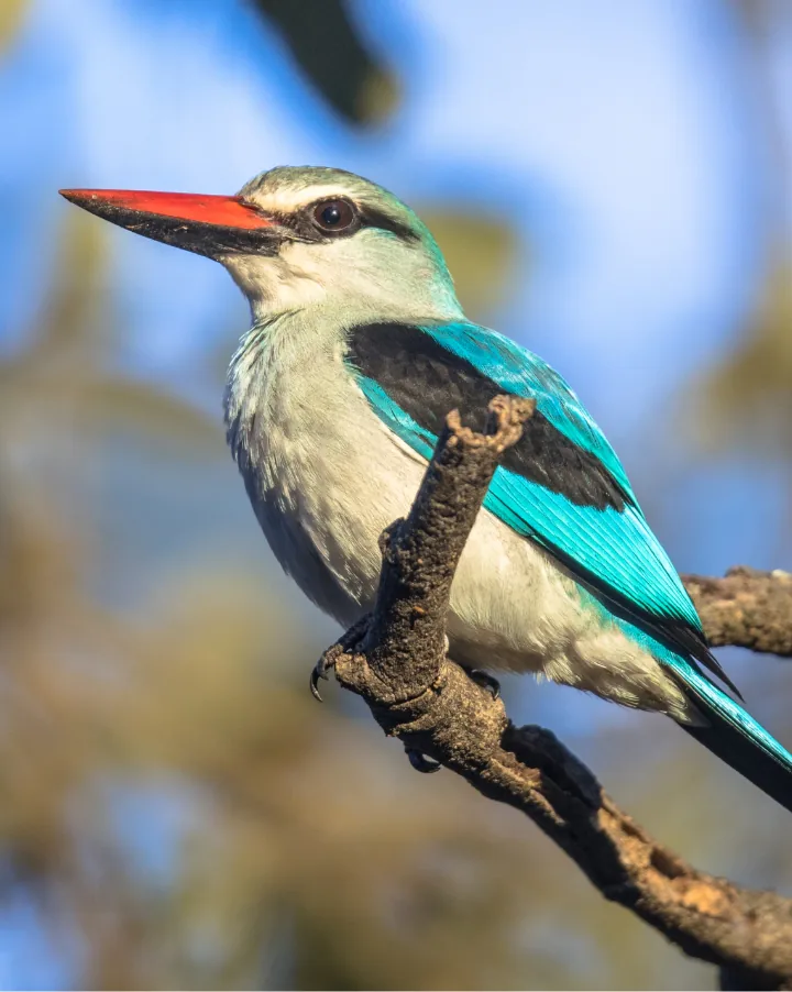 a bird on a branch