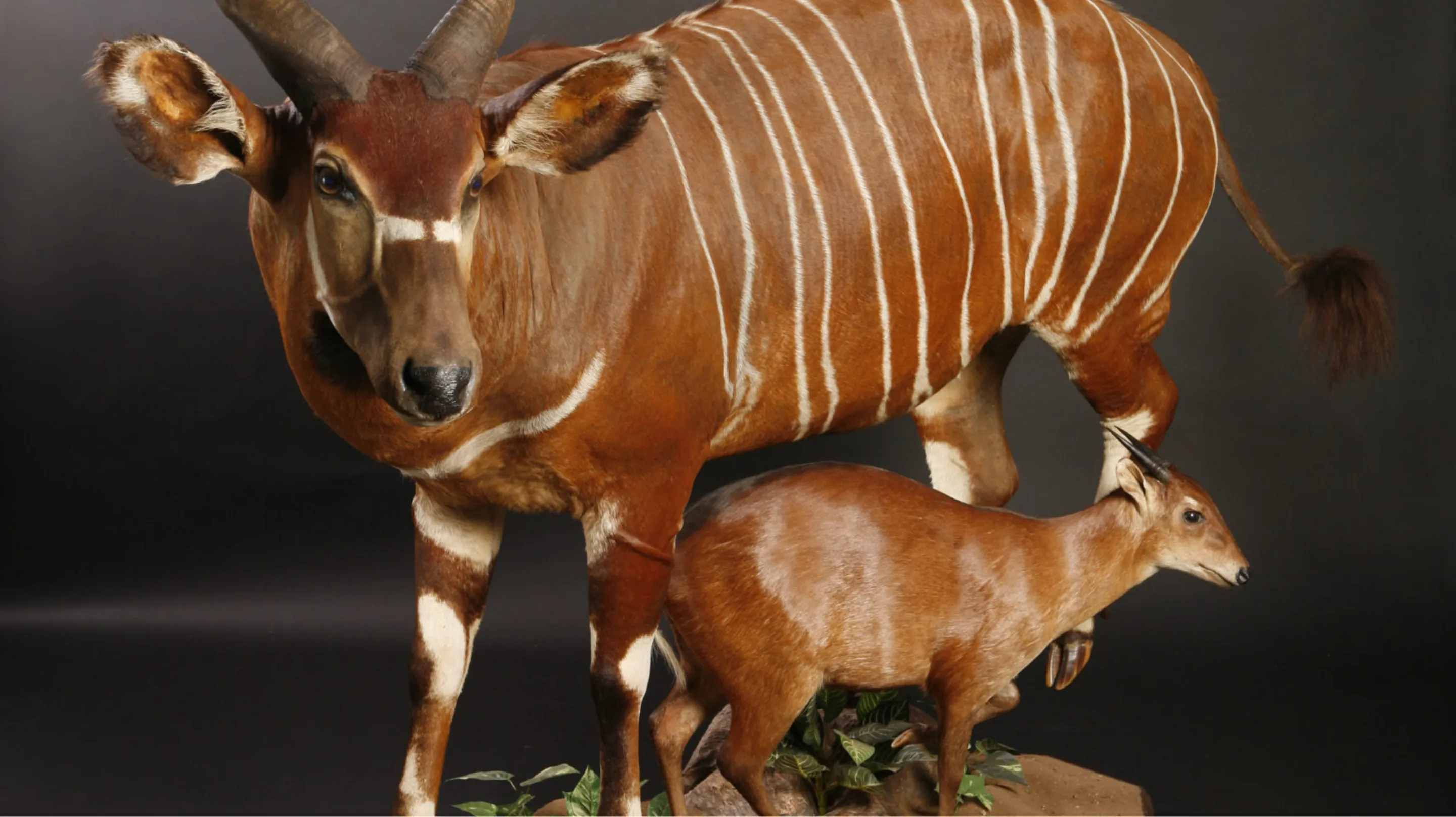 A bongo, bay duiker and other trophy mounts by Highveld Taxidermy