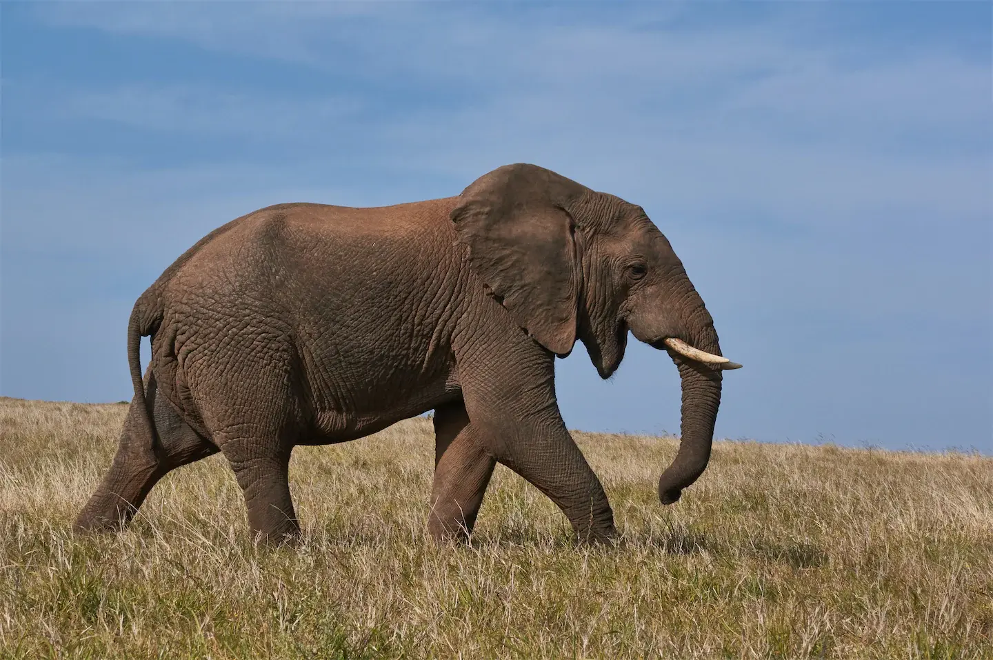 Adult African elephant walking through dry grassy field under a blue sky.