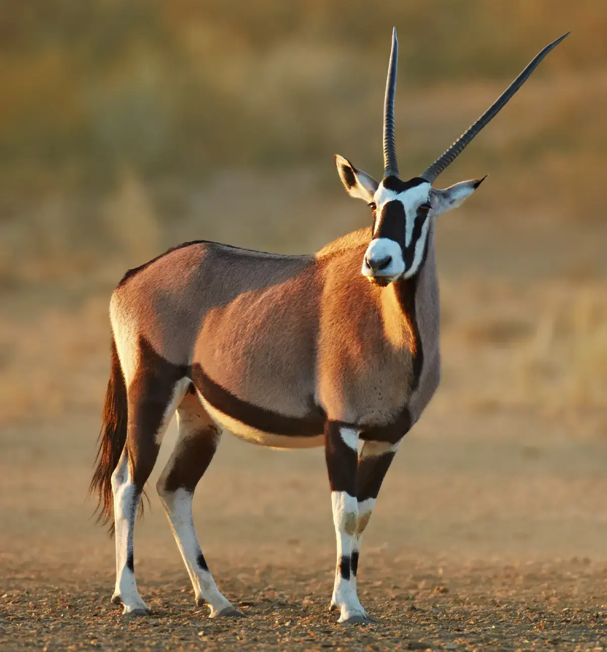 Gemsbuck with afternoon sunlight