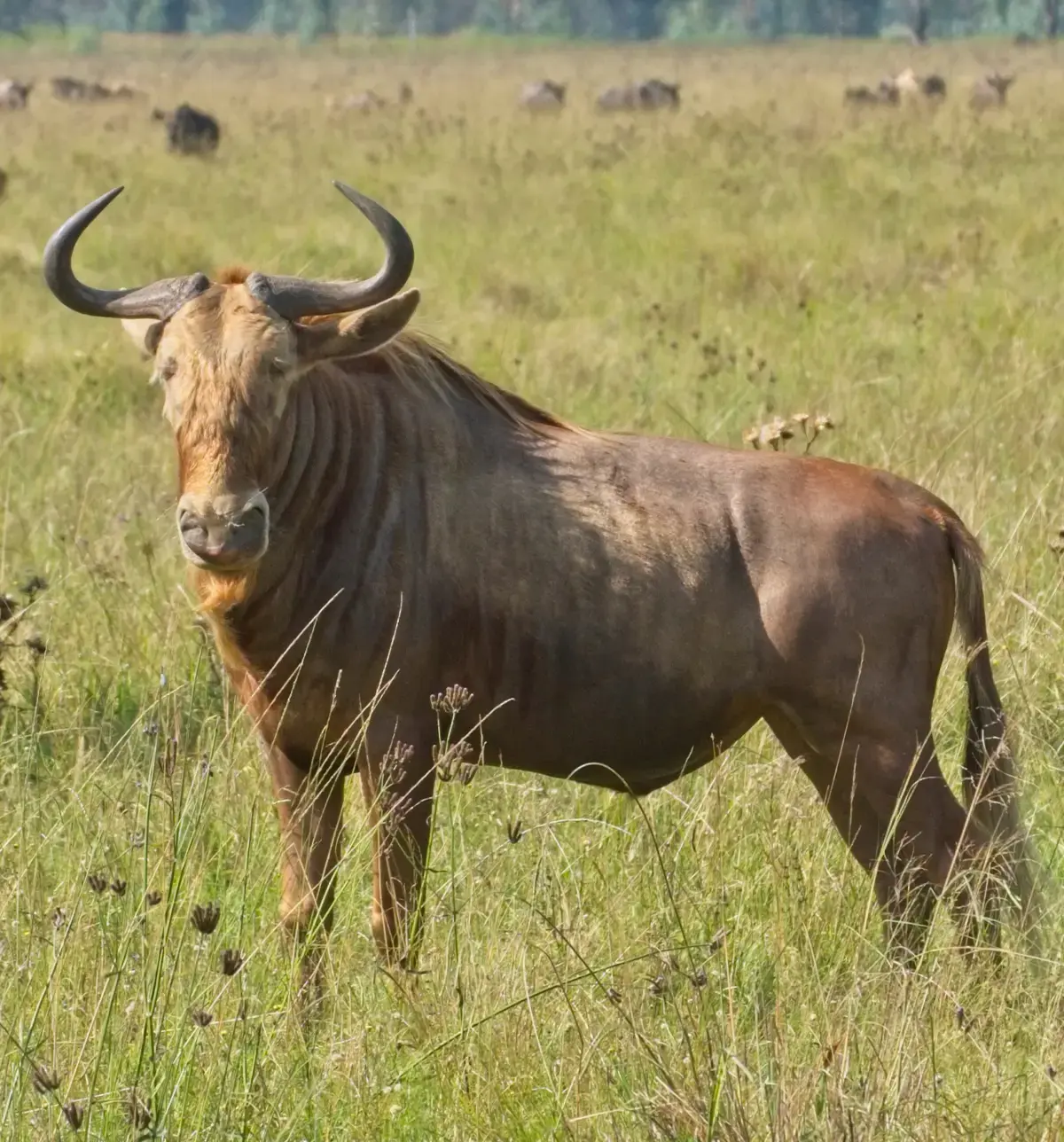 A Golden Wildebeest in tall grass.