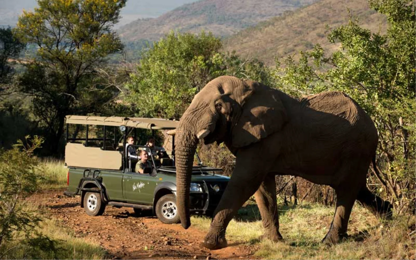 an elephant