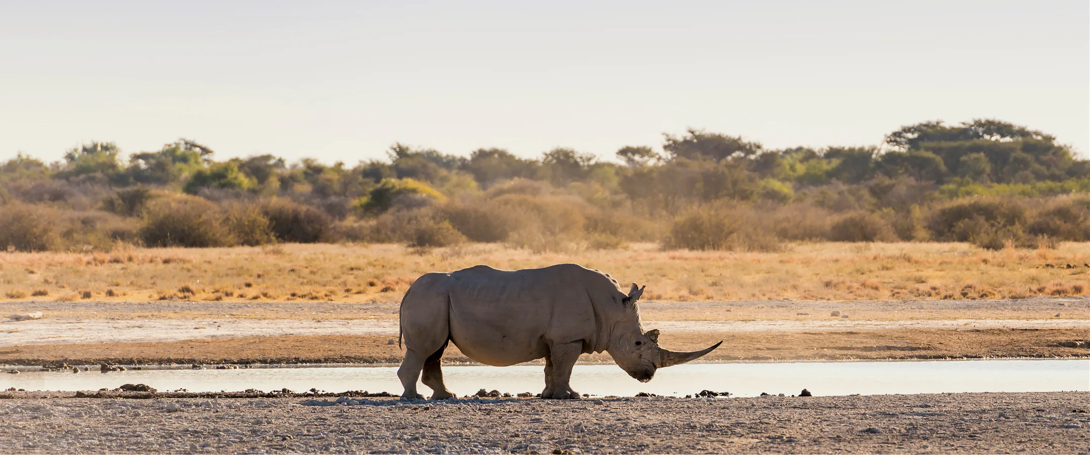 a rhino walking in the open