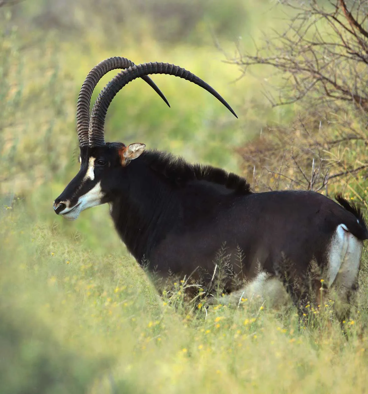 A Sable Bull
