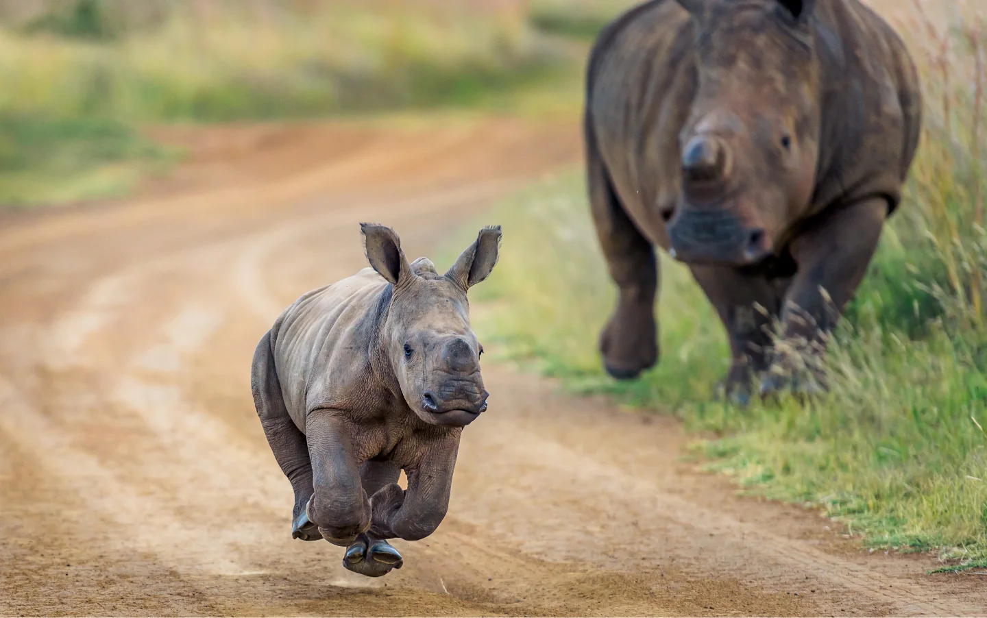 A rhinoceros in the open