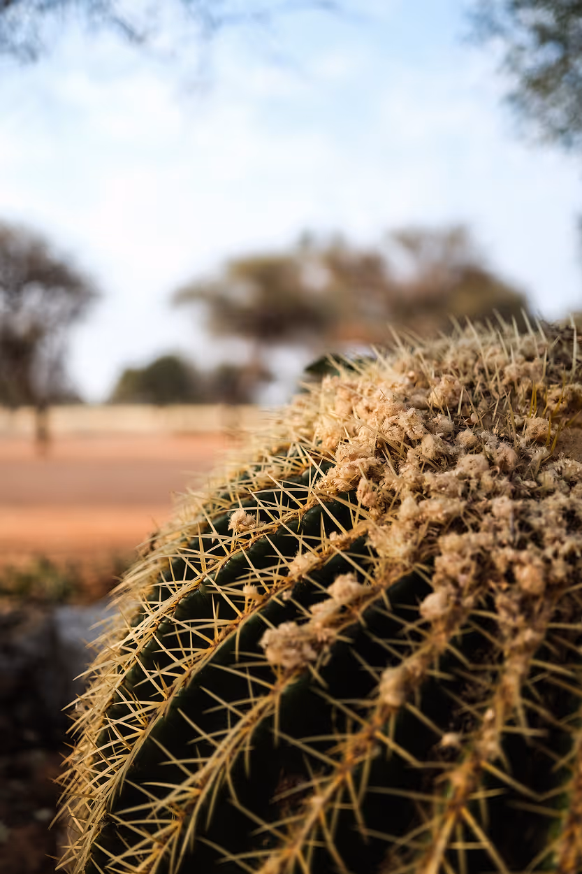 Close-up of a large green cactus with yellow spines