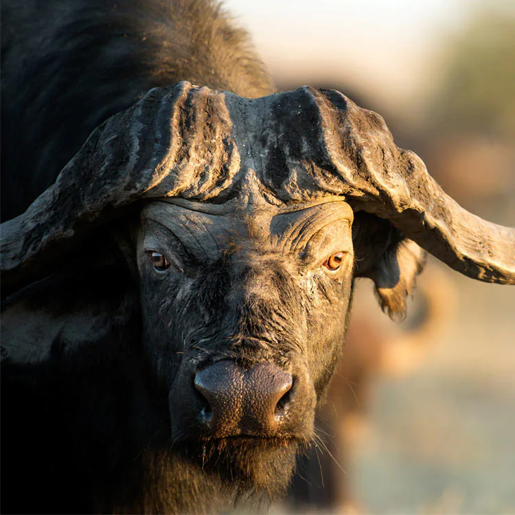 Close-up of a buffalo's face with large, curved horns and intense eyes in natural light.
