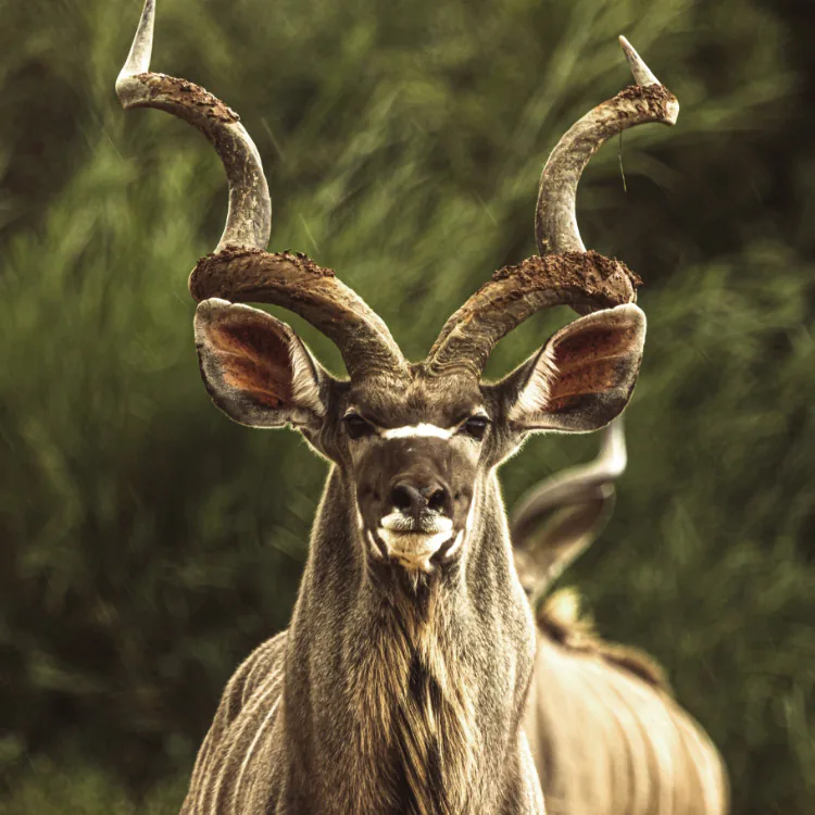 Close-up of a kudu with large twisted horns standing in front of green foliage.
