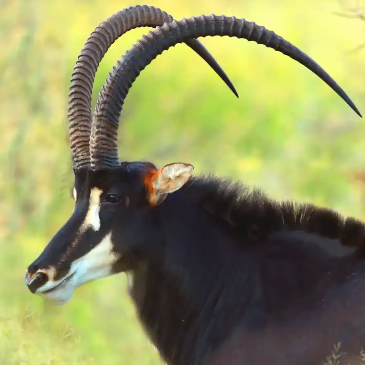 A Sable Bull