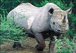 Rhino